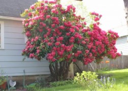 Rhododendron Red Jack / Örökzöld azálea